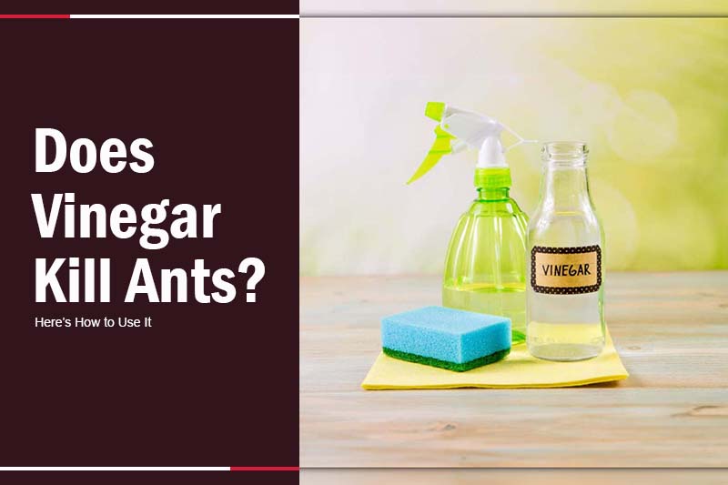Does Vinegar Kill Ants