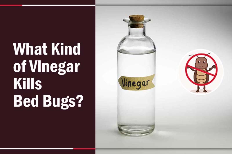 Vinegar Kill Bed Bugs