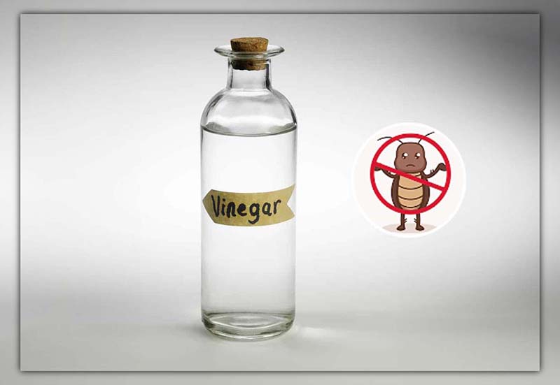 Vinegar Kill Bed Bugs