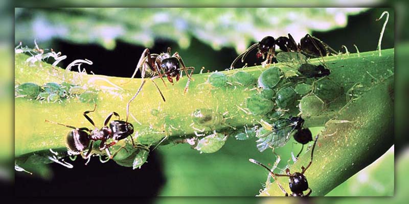 ants on cucumber plants