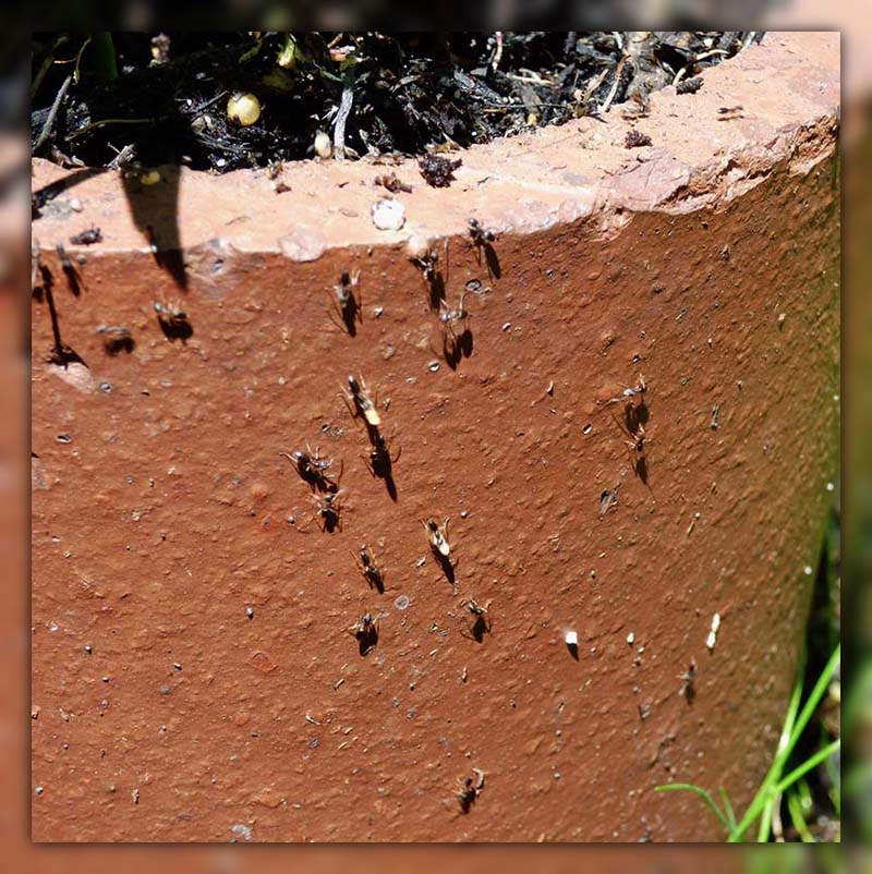 ants in potted plants