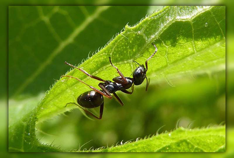ants in potted plants