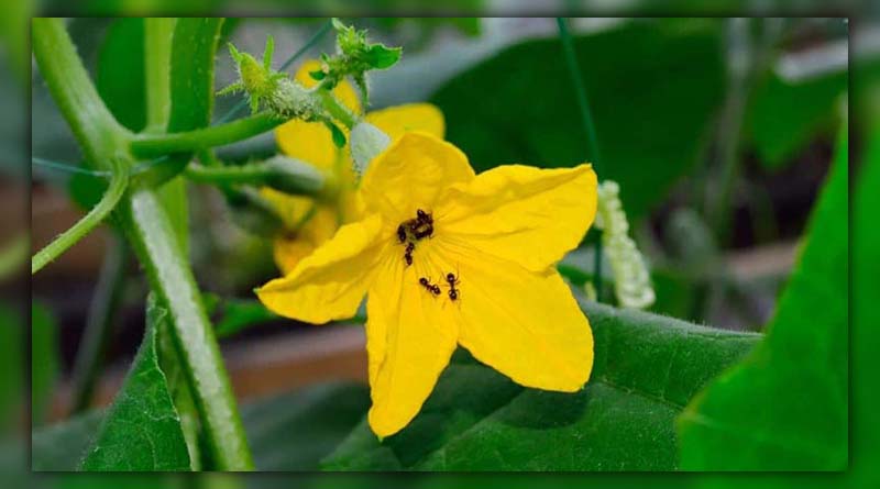 ants on cucumber plants