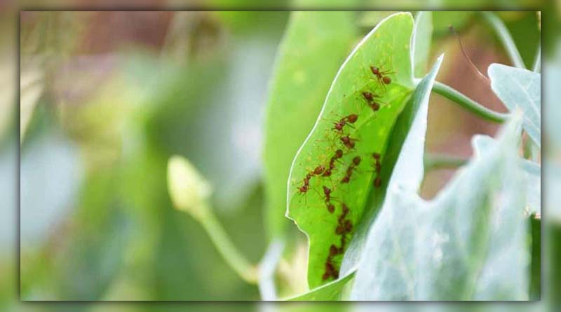 ants on cucumber plants