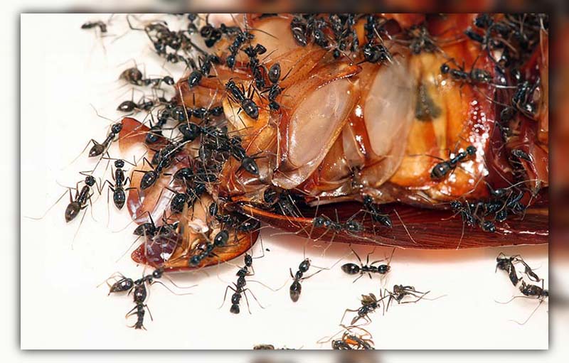 ants eat roaches 