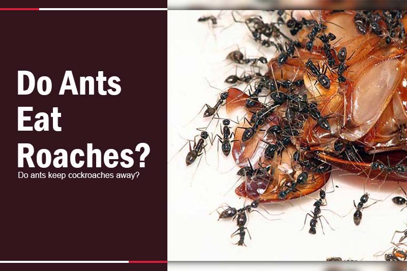 ants eat roaches 