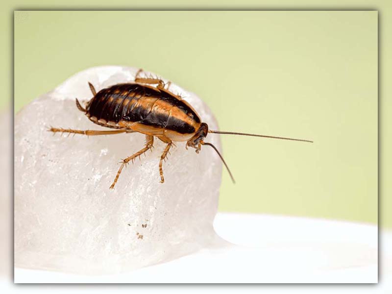 do salt kill roaches (2)