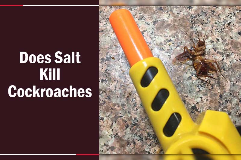 do salt kill roaches 