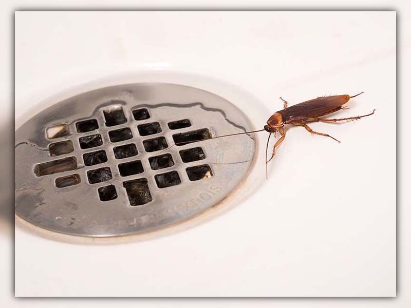 Cockroach in Bathroom 