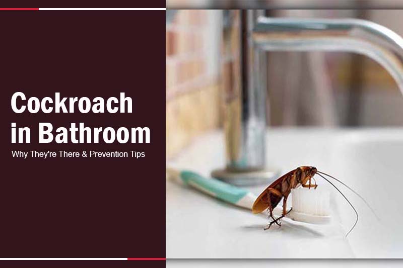 Cockroach in Bathroom