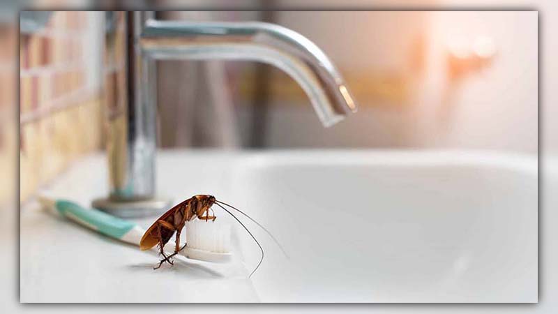 Cockroach in Bathroom