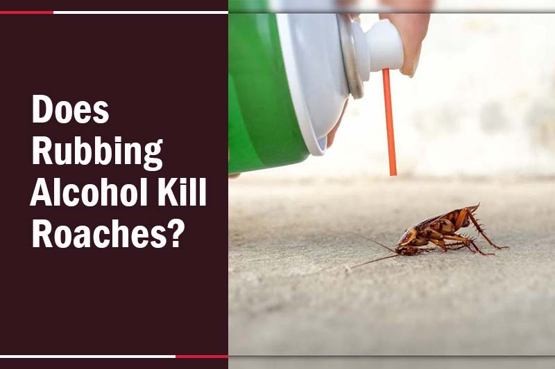 Does Rubbing Alcohol Kill Roaches