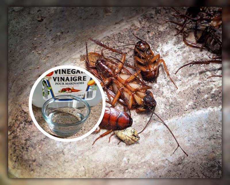 Does Vinegar kill Roaches 