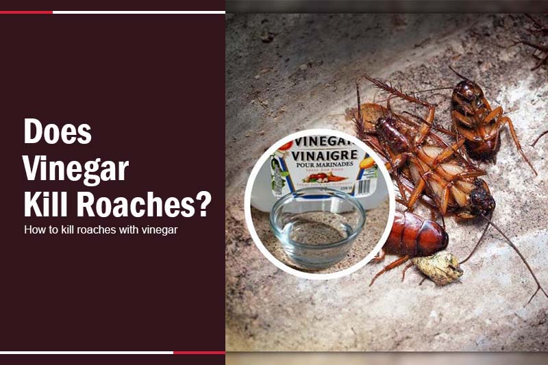 Does Vinegar kill Roaches