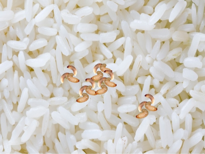 Does Rice Turn into Maggots?