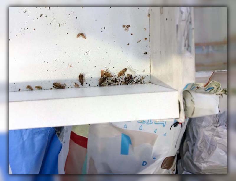  Roaches in A Refrigerator 