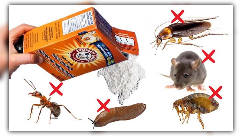 does baking soda kill roaches