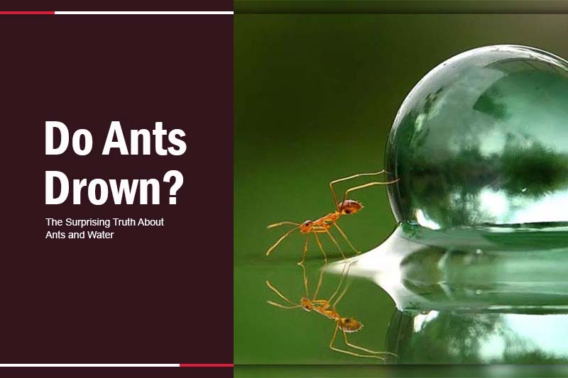 Do Ants Drown 
