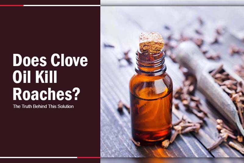 Does Clove Oil Kill Roaches