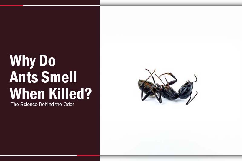 Why Do Ants Smell When Killed