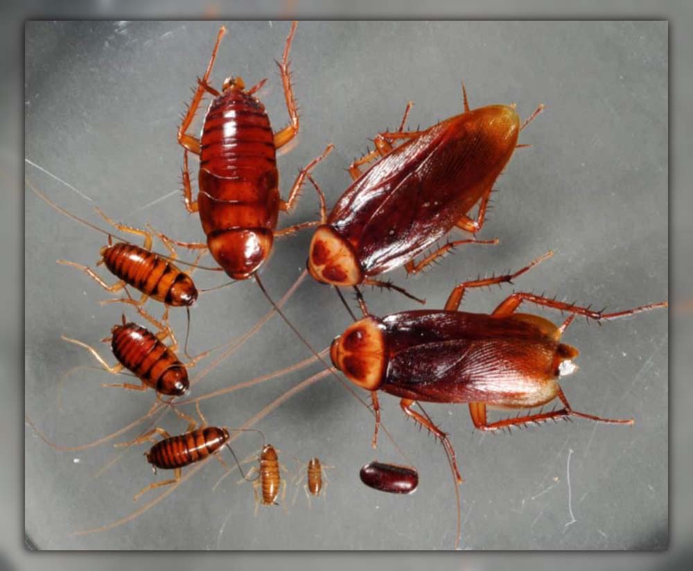 cockroach eggs