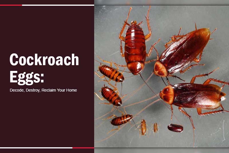 cockroach eggs