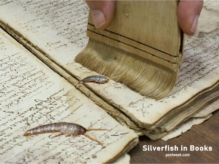 Silverfish in Books