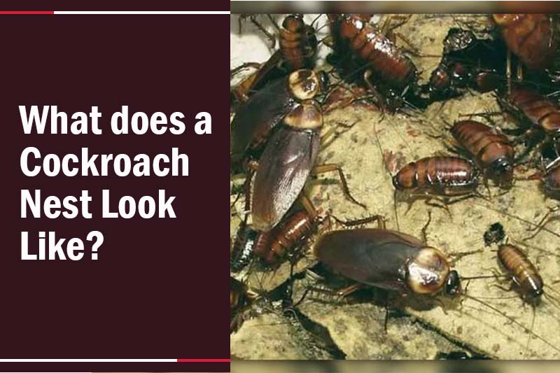 Find Roach Nest