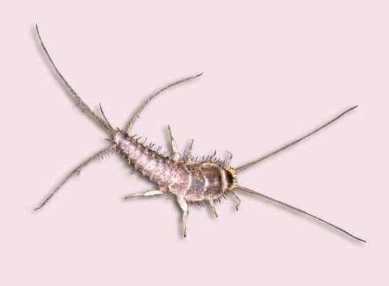 Silverfish picture + How to Get Rid of Them