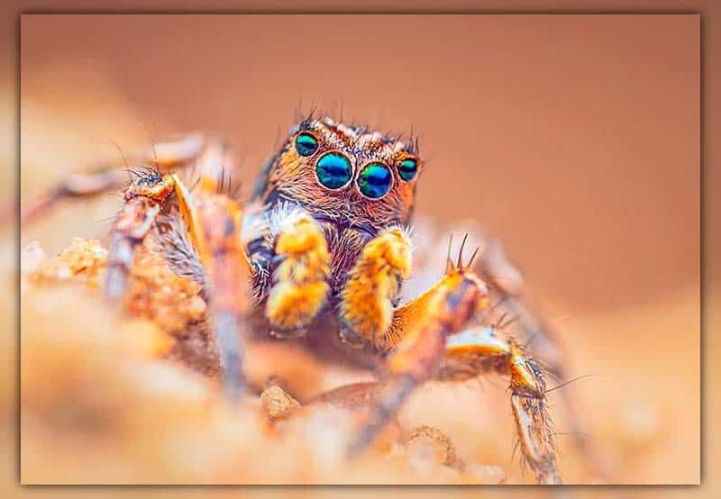 Jumping Spiders is Friendly