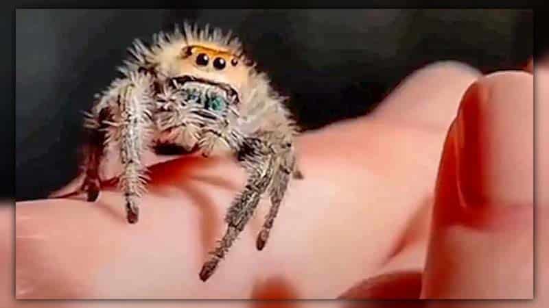 can jumping spiders bite