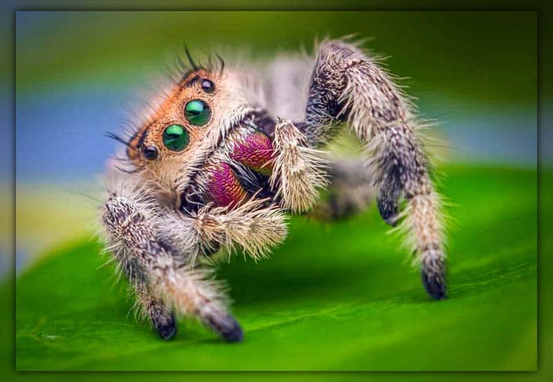 Do Jumping Spiders Bite? Are They Poisonous Or Dangerous?