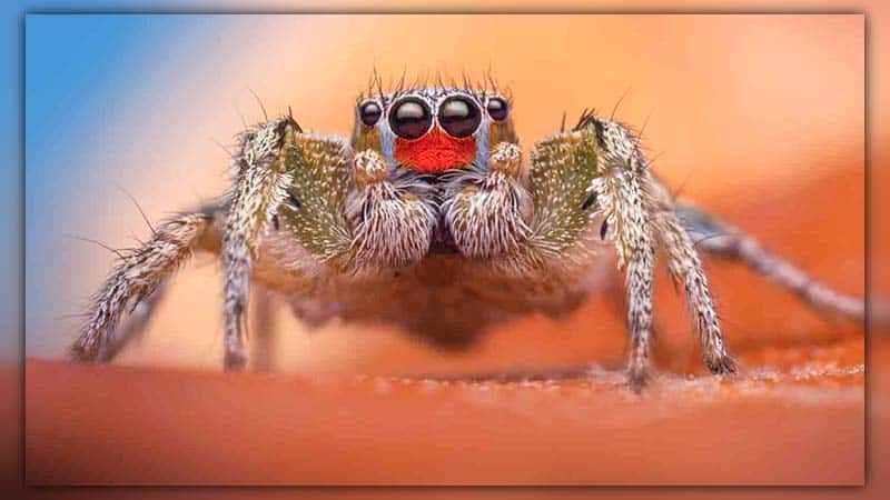 do jumping spiders drink water