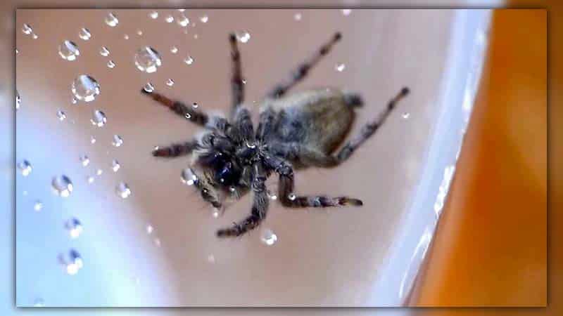 Do Spider Drink Water: What Does It Drink?
