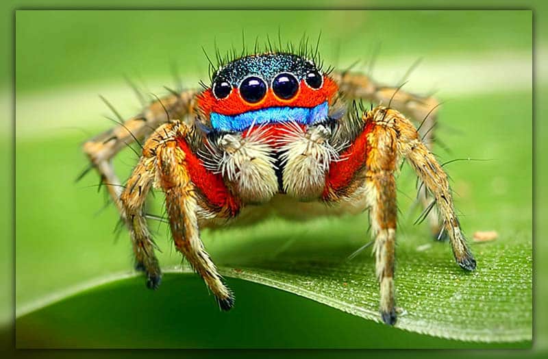 how long do jumping spider live