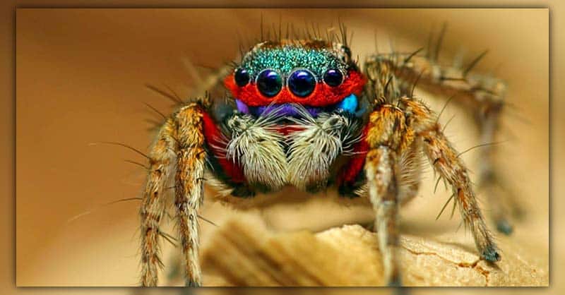 How Long Do Jumping Spider Live (Jumping Spider Lifespan)