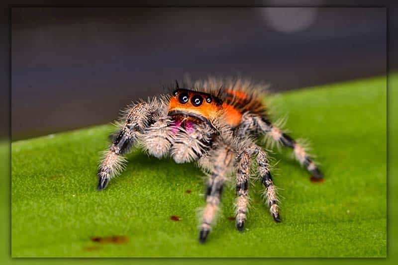 How Long Do Jumping Spider Live (Jumping Spider Lifespan)