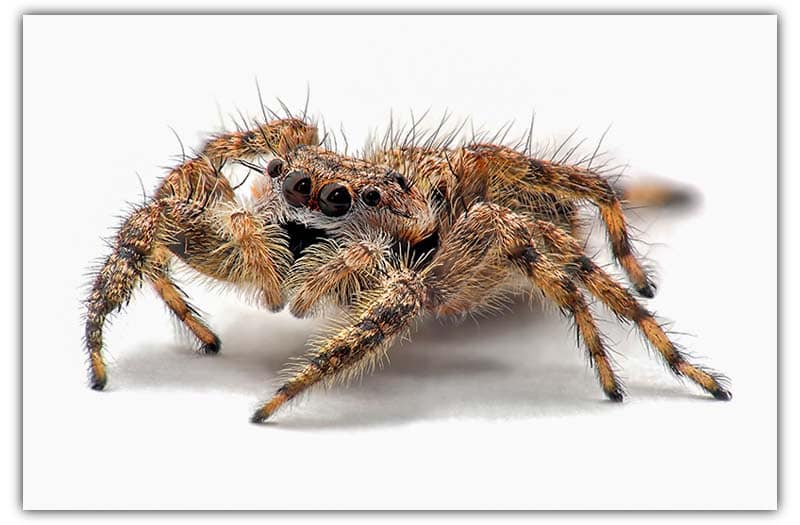 how long do female jumping spiders live