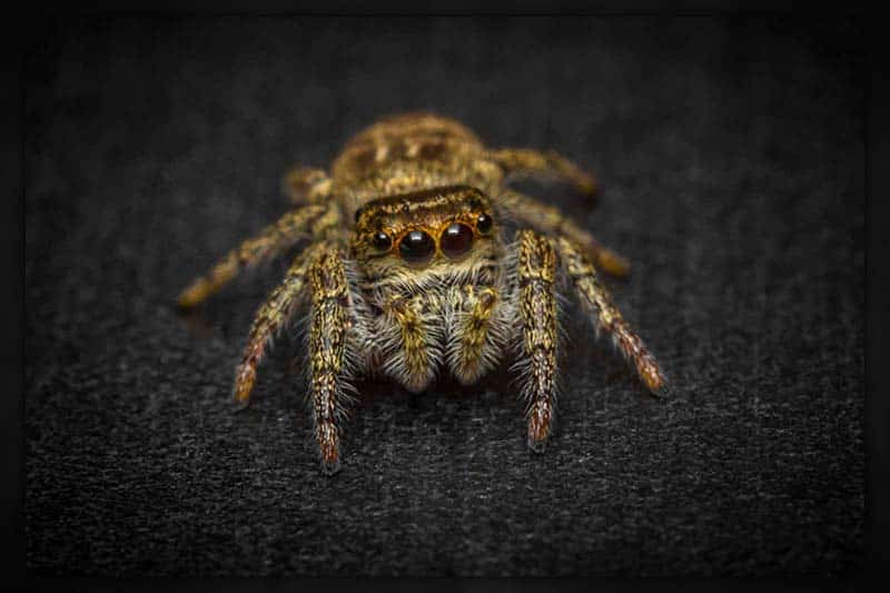 How Many Eyes Do Jumping Spiders Have?