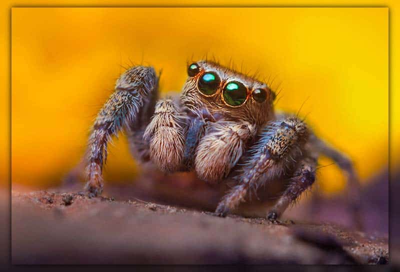 Jumping Spider Intelligence (How Smart Are Jumping Spiders)