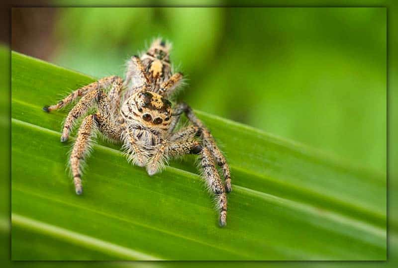 Top 3 Largest Jumping Spider In The World (giant spiders)