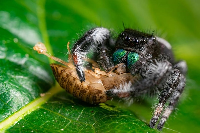 jumping spiders eat