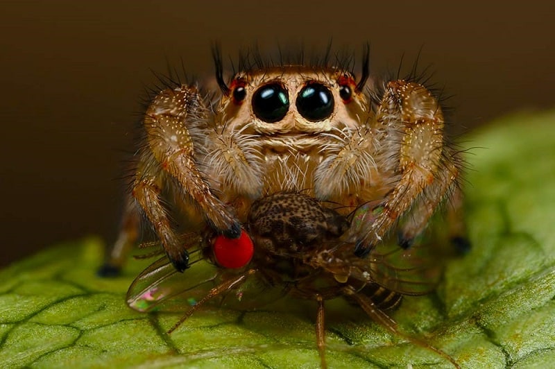 jumping spider food