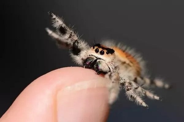 why won't my jumping spider eat
