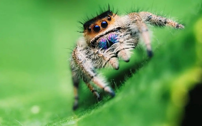 What Do Jumping Spiders Eat (All Jumping Spider Food And Note) 