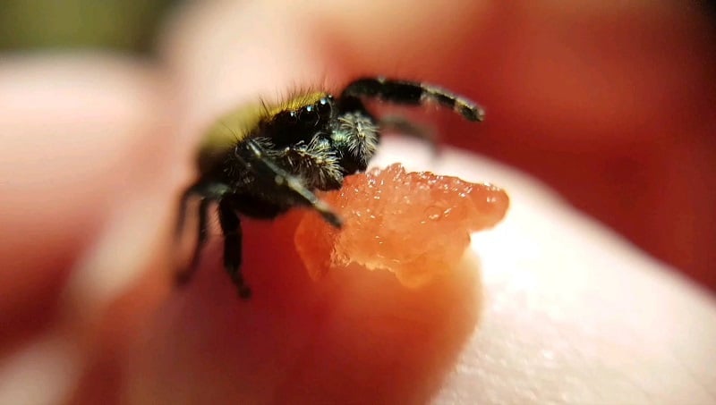 do jumping spiders eat fruit