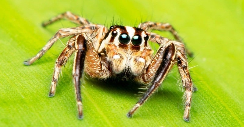 what does jumping spiders eat