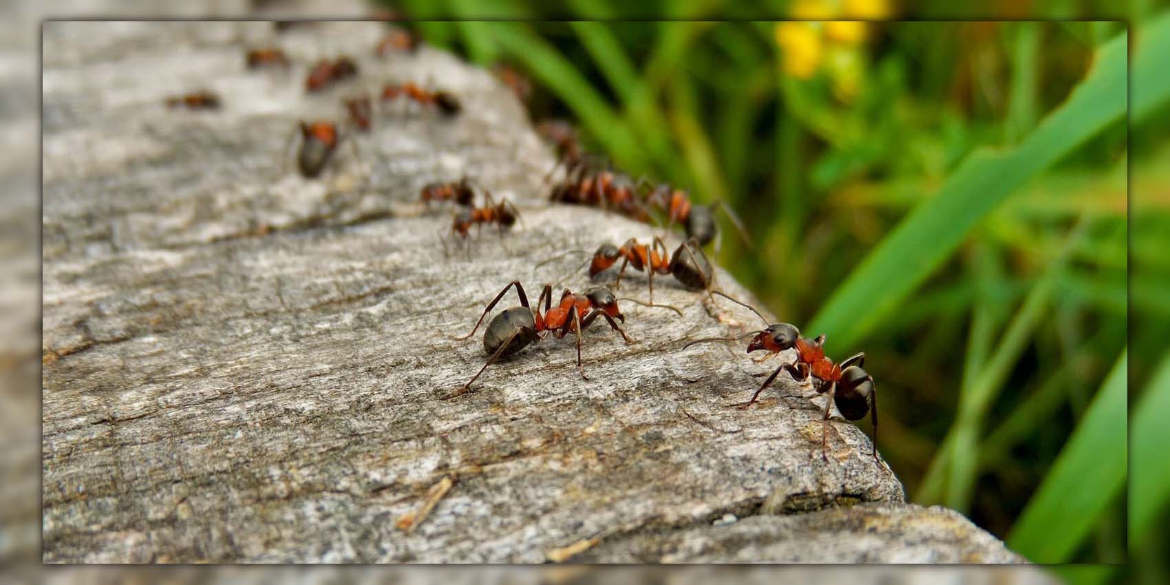 Ants In Garden