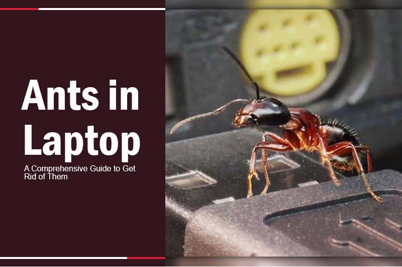 Ants-In-Laptop