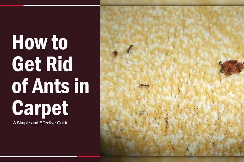Ants in Carpet 